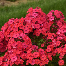 Load image into Gallery viewer, Phlox paniculata 'Luminary Sunset Coral'
