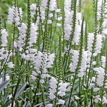Load image into Gallery viewer, Physostegia virginiana 'Crystal Peak White
