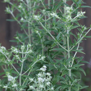 Pycnanthemum pilosum 'Mountain Mint'