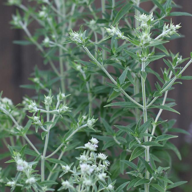 Pycnanthemum pilosum 'Mountain Mint'