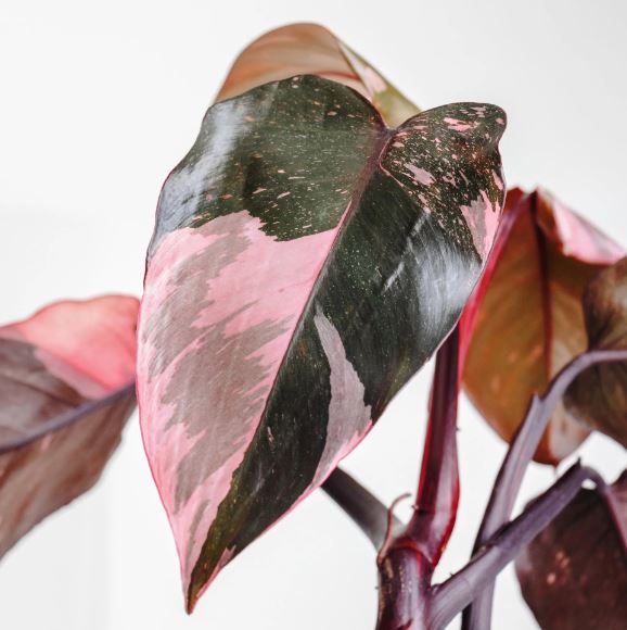 Philodendron 'Pink Princess'