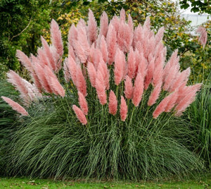 Cortaderia selloana 'Pink Pampas Grass'