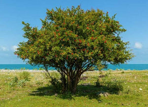Punica granatum Pomegranate Tree