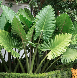 Alocasia ‘Portora’ Elephant Ear