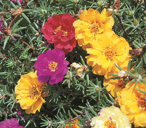 Grandiflora Double Mix Portulaca Seeds