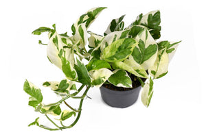 Pothos "Pearls & Jade"