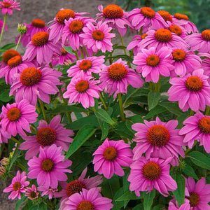 Echinacea purpurea 'Pow Wow Wild Berry' Coneflower
