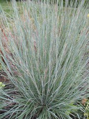 Schizachyrium scoparium 'Prairie Blues' Bluestem Grass