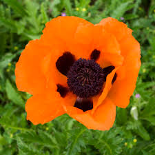 Papaver 'Princes of Orange' Oriental Poppy