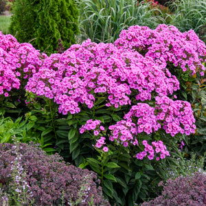 Phlox paniculata 'Luminary Prismatic Pink'