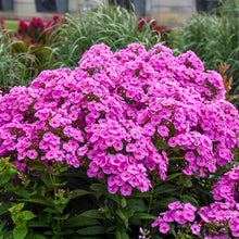 Load image into Gallery viewer, Phlox paniculata &#39;Luminary Prismatic Pink&#39;
