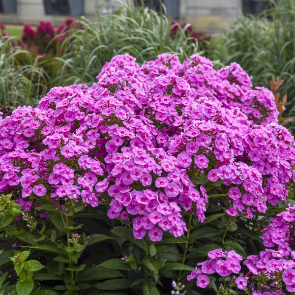 Phlox paniculata 'Luminary Prismatic Pink'