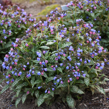 Load image into Gallery viewer, Pulmonaria &#39;Pink-a-Blue&#39; Lungwort
