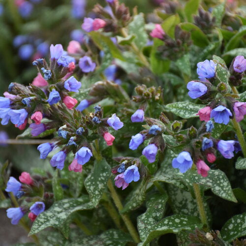 Pulmonaria 'Pink-a-Blue' Lungwort