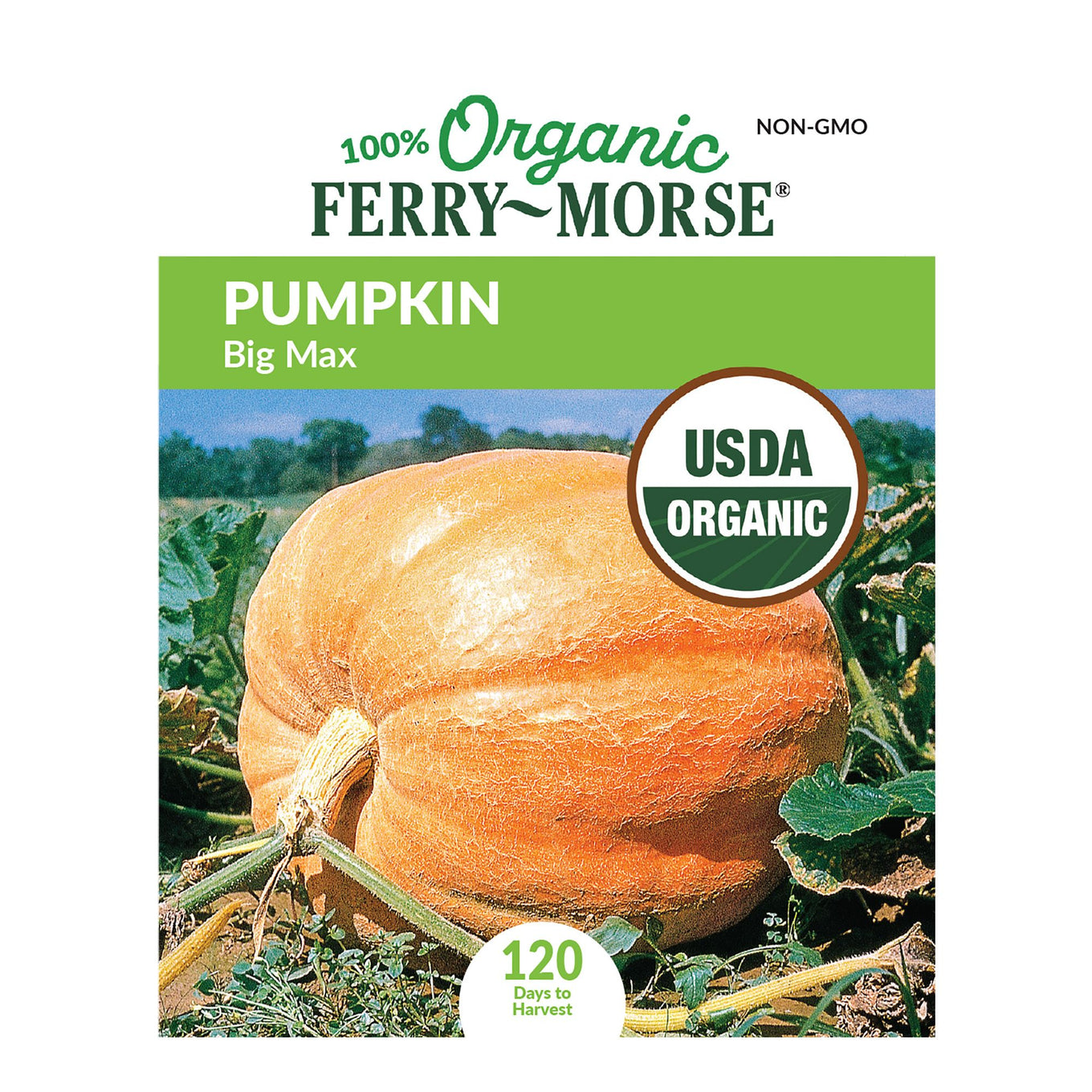 Pumpkin Big Max Organic Seeds – Denchfield Nursery, Inc.