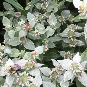 Pycnanthemum muticum 'Mountain Mint'