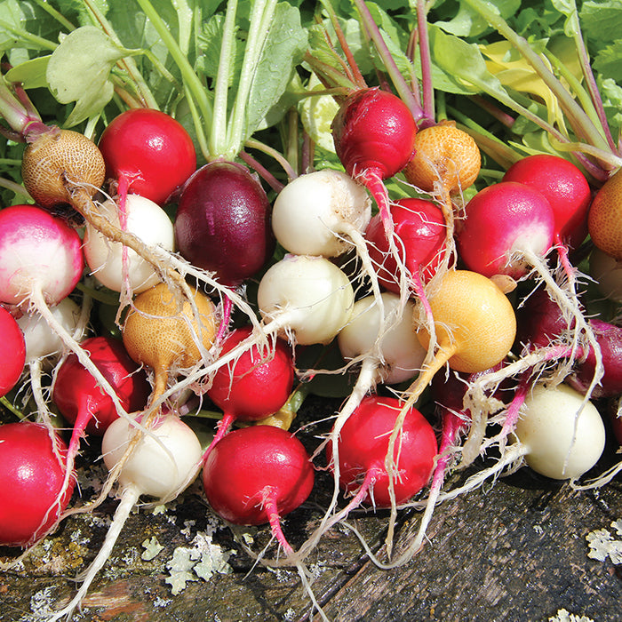 Radish Rainbow Mix