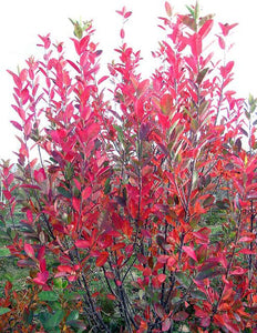 Amelanchier canadensis 'Rainbow Pillar' Serviceberry