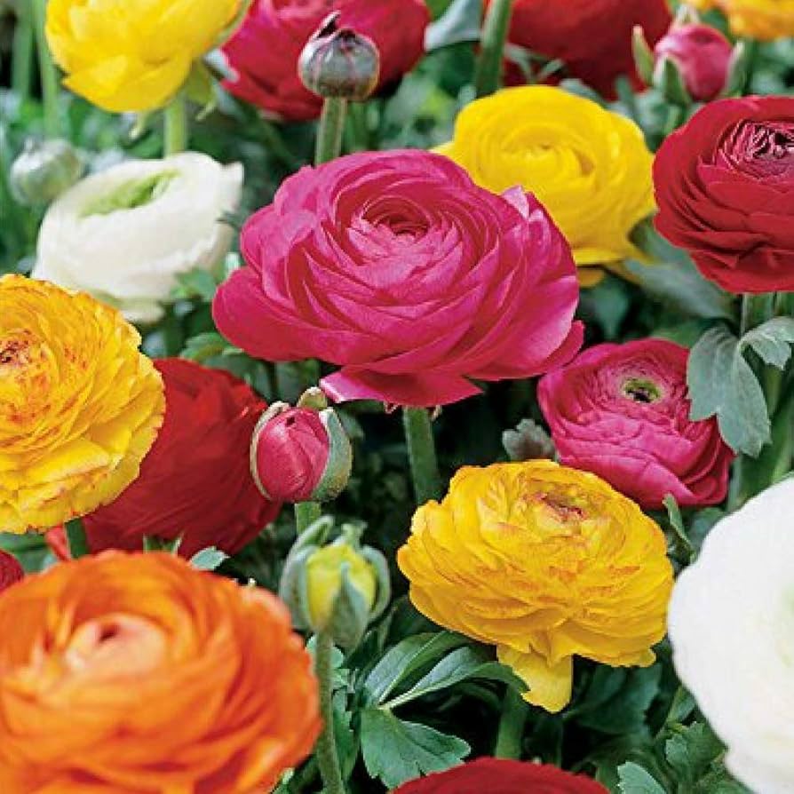 Ranunculus 'Mixture' Bulbs (10)