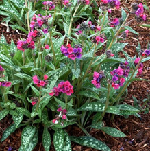 Load image into Gallery viewer, Pulmonaria ‘Raspberry Splash’ Lungwort
