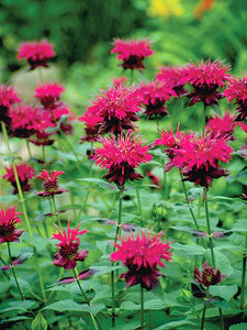 Monarda 'Raspberry Wine' Bee Balm