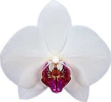 Load image into Gallery viewer, Orchid phalaenopsis
