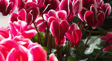 Load image into Gallery viewer, Mini Cyclamen
