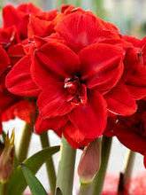 Load image into Gallery viewer, Double Amaryllis
