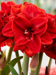 Double Amaryllis