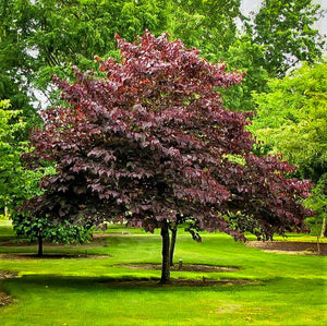 Cercis canadensis 'Forest Pansy' Redbud