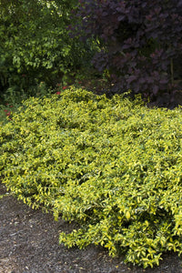 Euonymus fortunei 'Moonshadow'