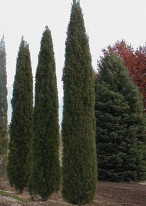 Juniperus virginiana 'Taylor'