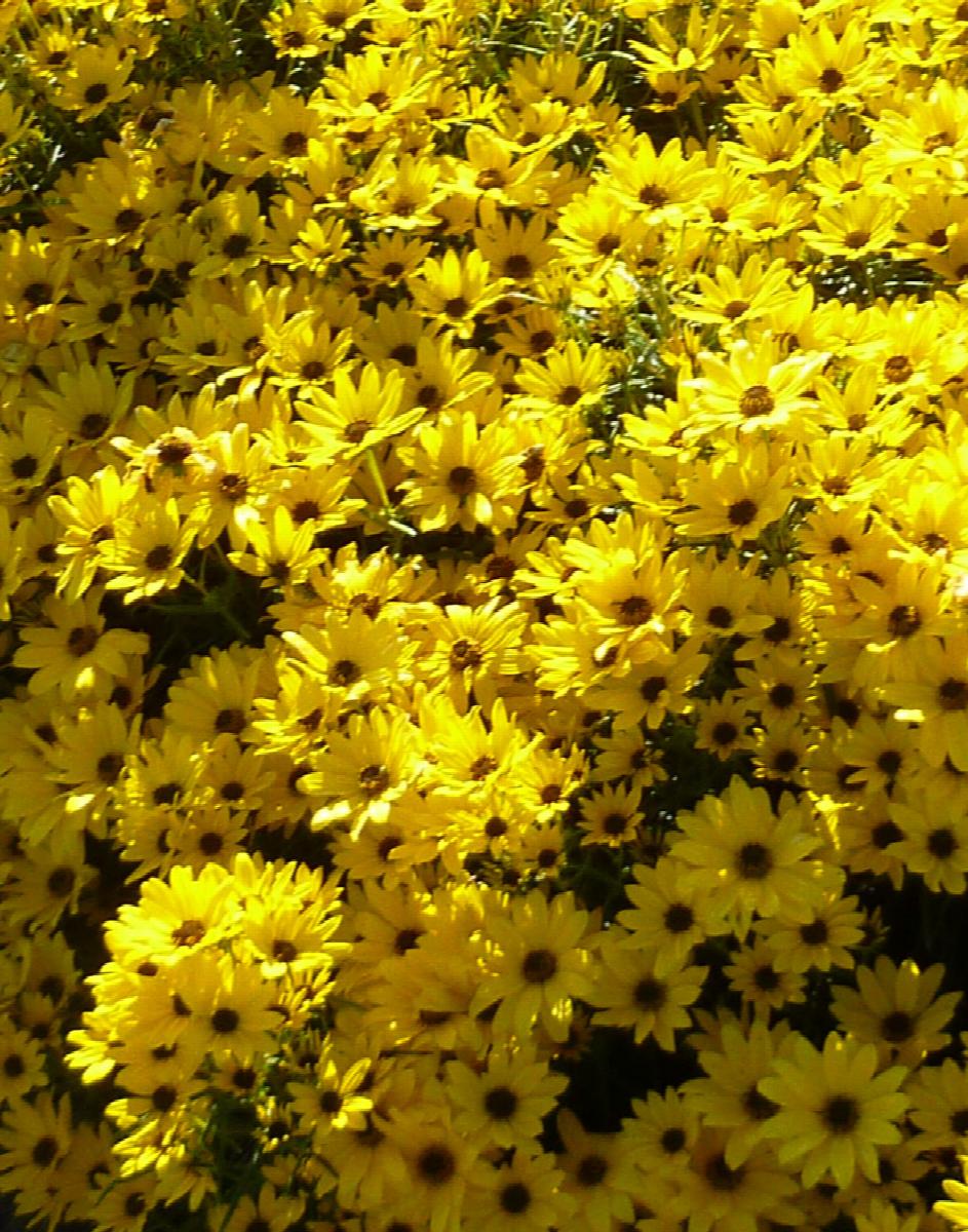 Helianthus salicifolius 'Autumn Gold'