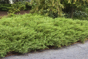 Juniperus communis 'Alpine Carpet'