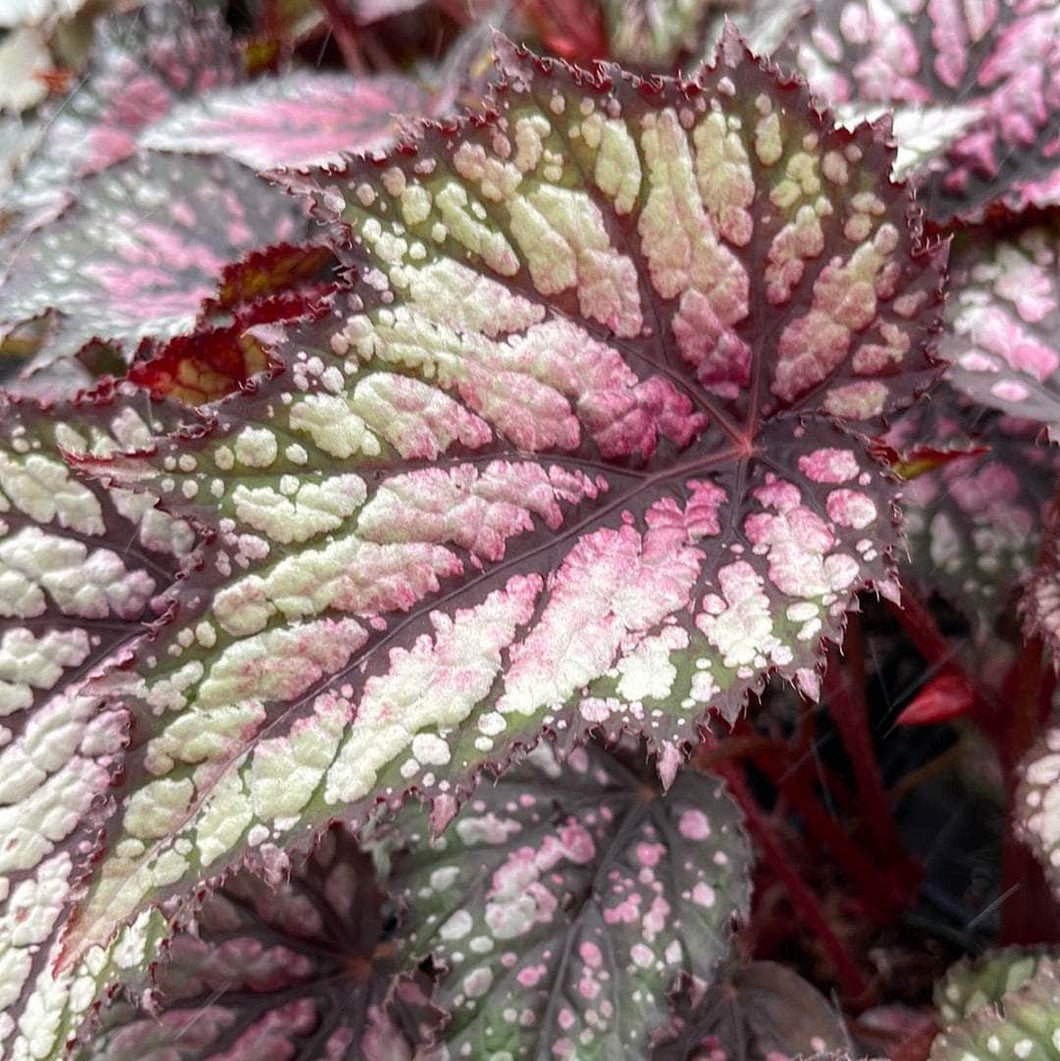 Begonia Rex 