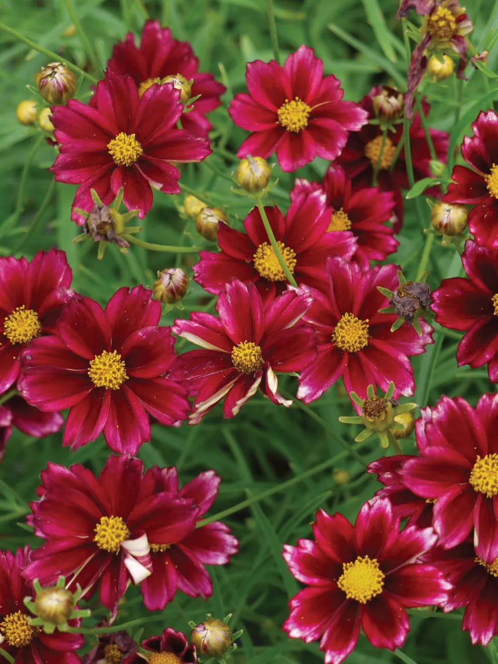 Coreopsis 'Mercury Rising'