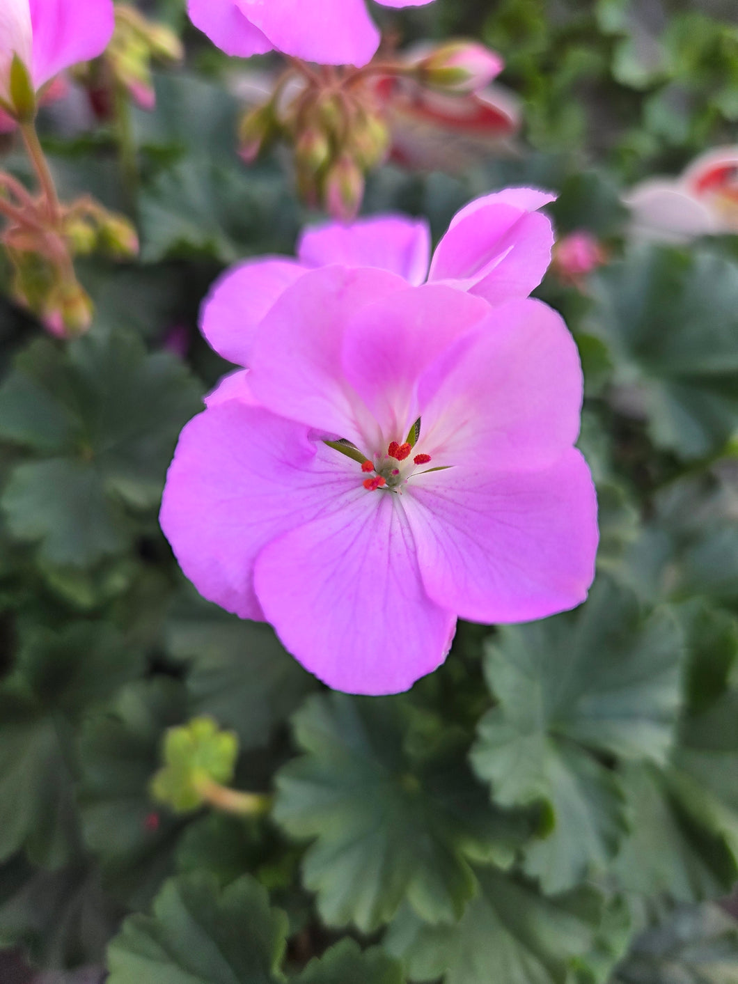 Geranium Zonal 