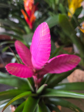 Load image into Gallery viewer, Bromeliad with Wicker Basket
