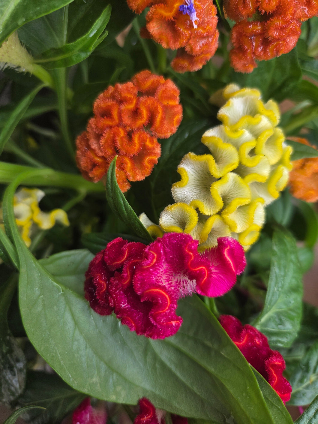 Celosia cristata 'Twisted Combo' Patio Pot