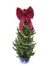 Load image into Gallery viewer, Holiday Alberta Spruce Planter
