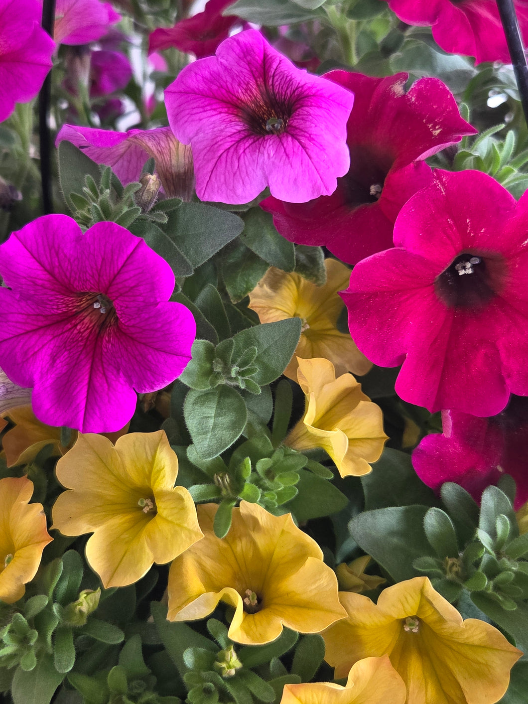 Calibrachoa 'Mambo Mix'