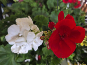 Geranium 'Red & White Mix' Hanging Basket