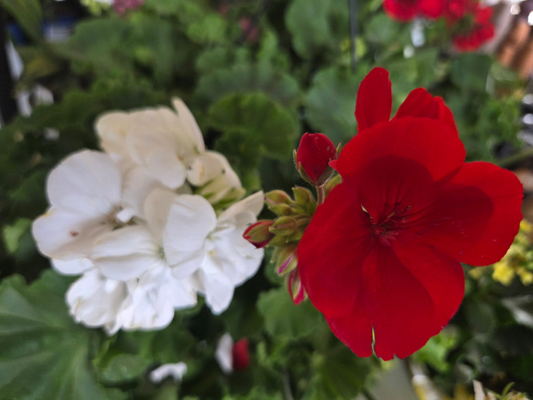 Geranium 'Red & White Mix' Hanging Basket