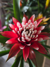 Load image into Gallery viewer, Bromeliad with Wicker Basket
