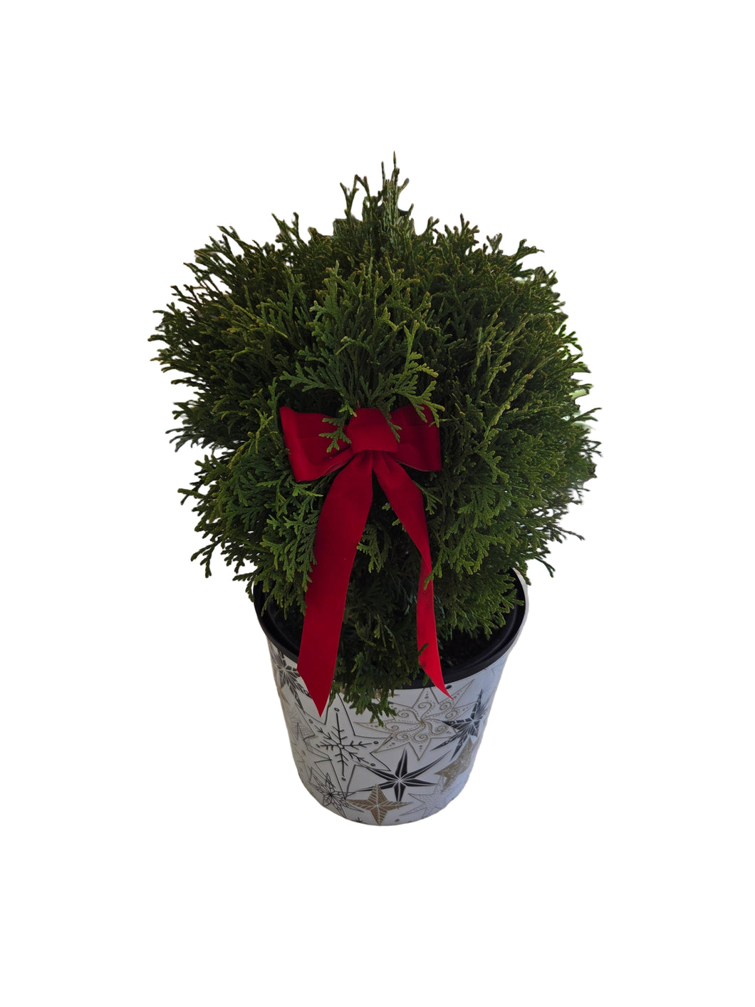 Chamaecyparis Holiday Planter