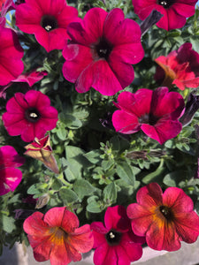 Petchoa 'SuperCal Autumn Spice Combo'