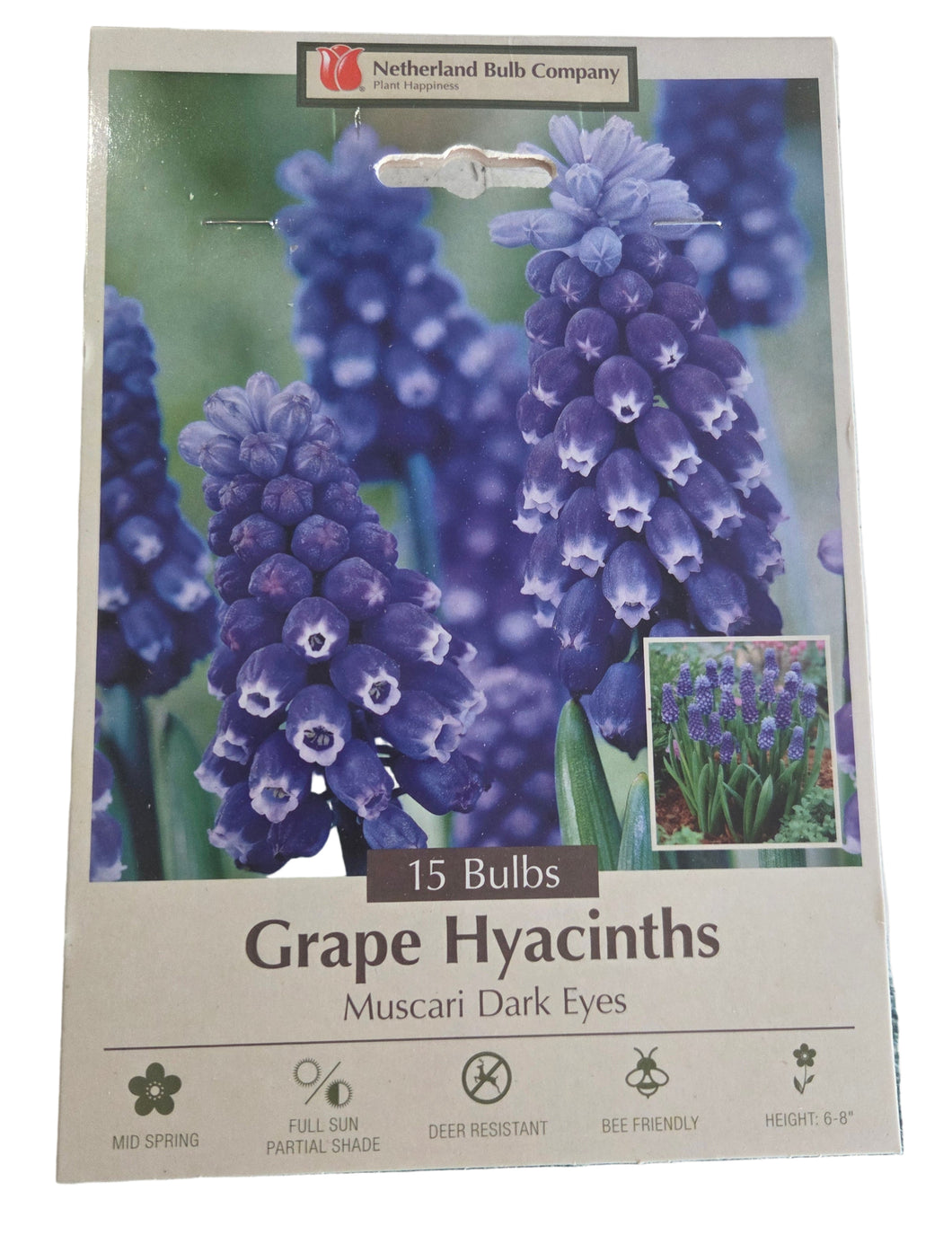Hyacinth 'Muscari Dark Eyes' Bulbs (12)