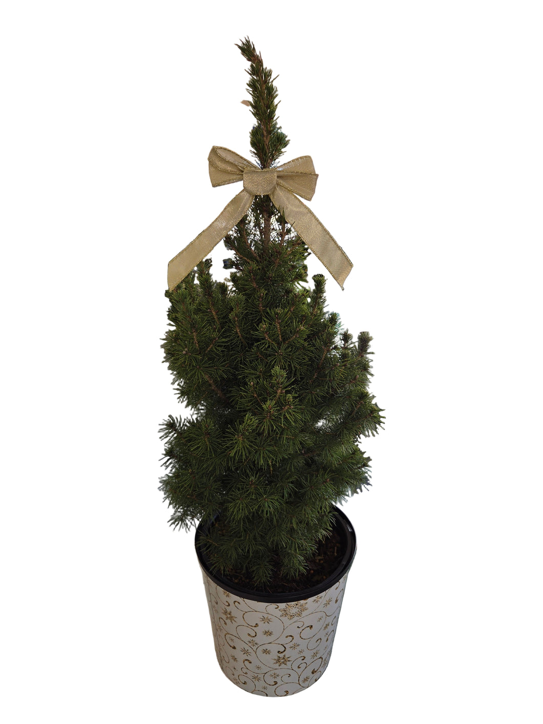 Holiday Alberta Spruce Planter