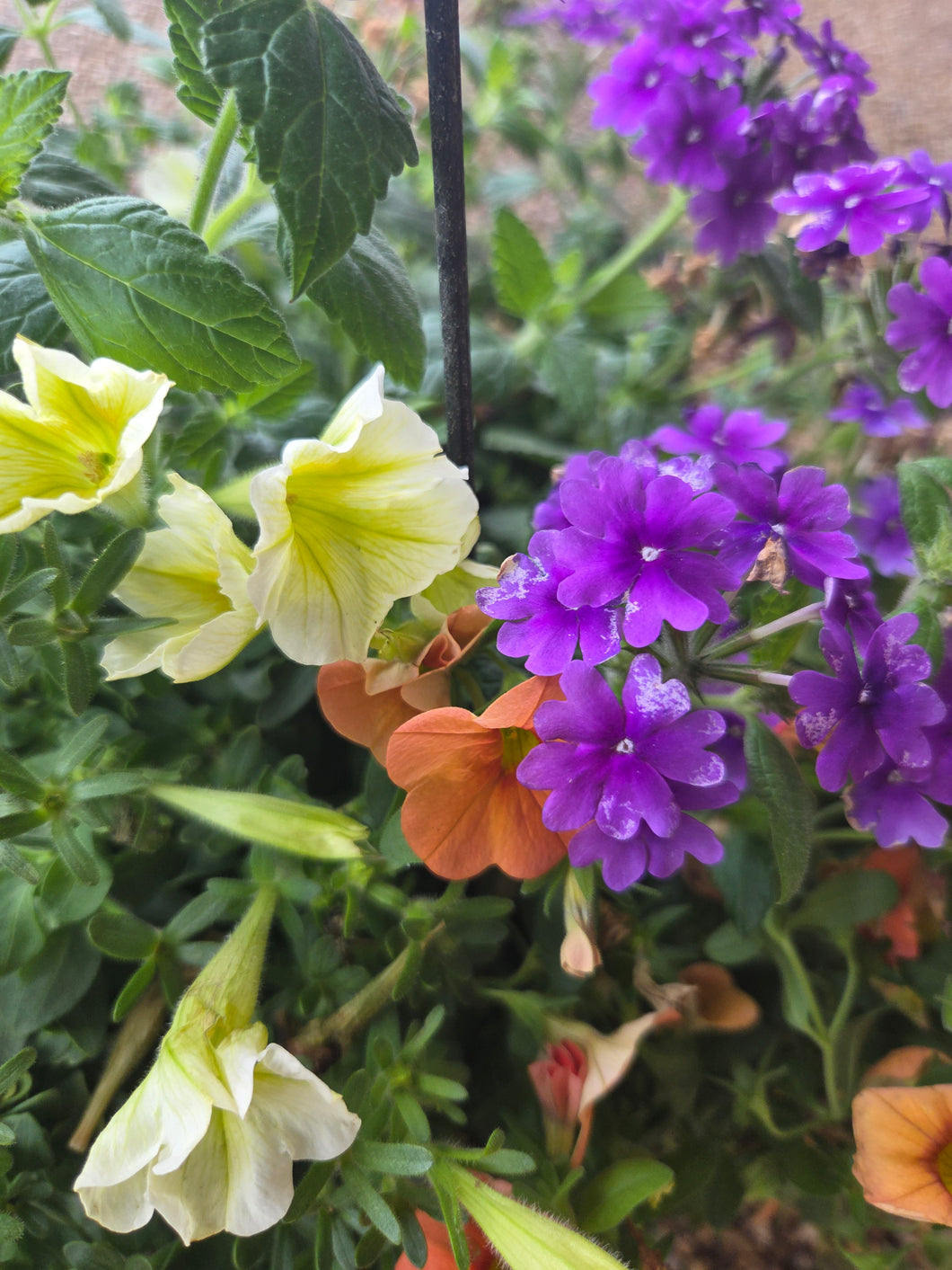 Fall Harvest Combo Hanging Basket