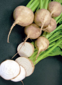 Beets 'Avalanche'
